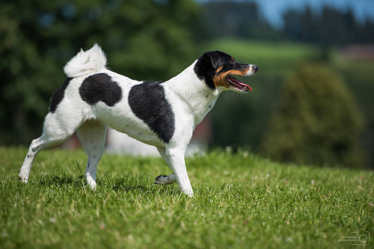 owalo design Grosse Schwarz Weisse Hunde