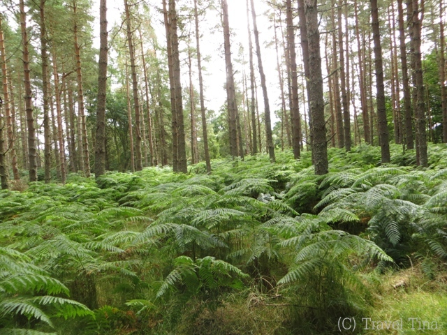 Wälder sind dort auf jeden Fall anders als bei uns.