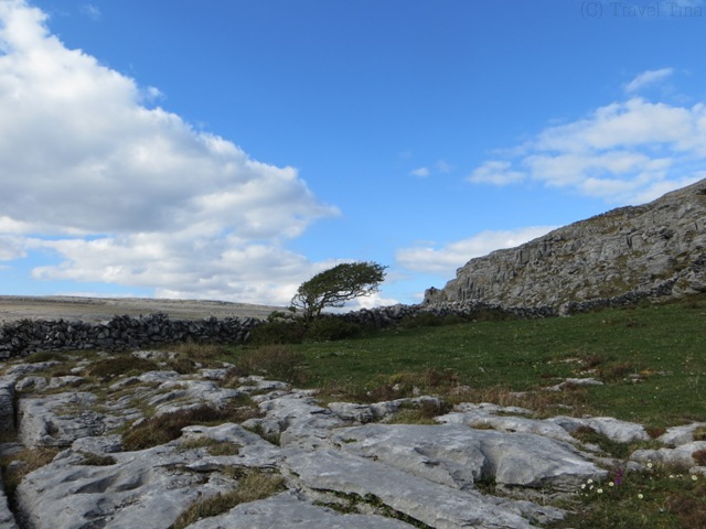 Der einzige Baum weit und breit in der kargen Mondlandschaft.