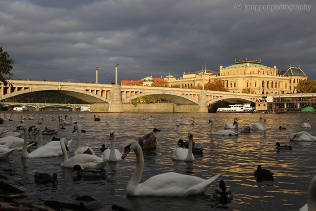Vor allem im Abendlicht wird klar, weshalb Prag auch die goldene Stadt genannt wird.