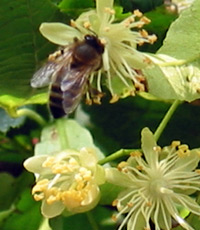 Nos abeilles sur le tilleul...