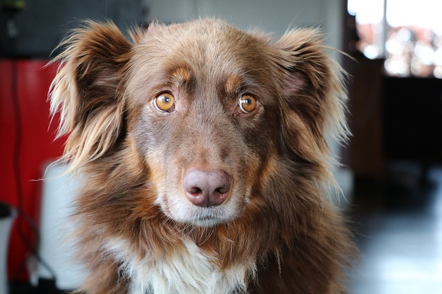 Urlaub mit dem Hund Welches Verhalten sollte bereits beherrscht