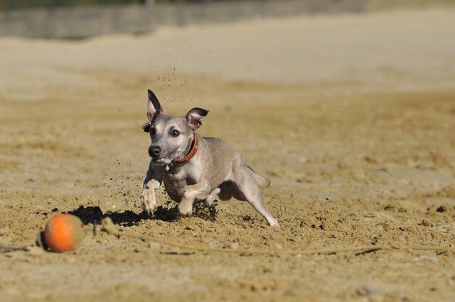 urlaub mit hund föhr