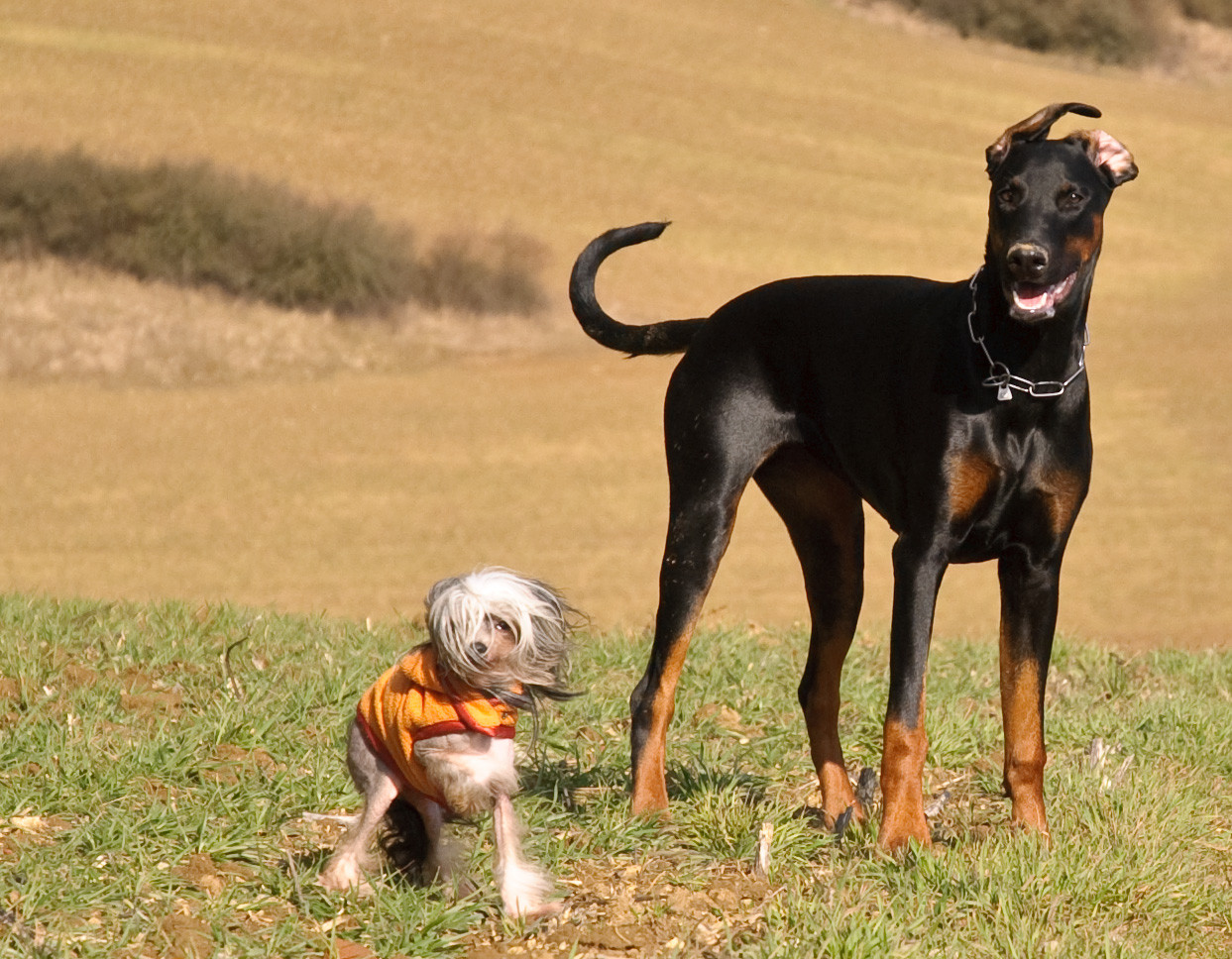 Urlaub mit Hund in der Lüneburger Heide Urlaub mit dem Hund, ob im