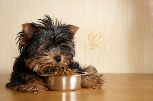 Hunde Trockenfutter: Einweichen oder nicht? - HunDe Trockenfutter