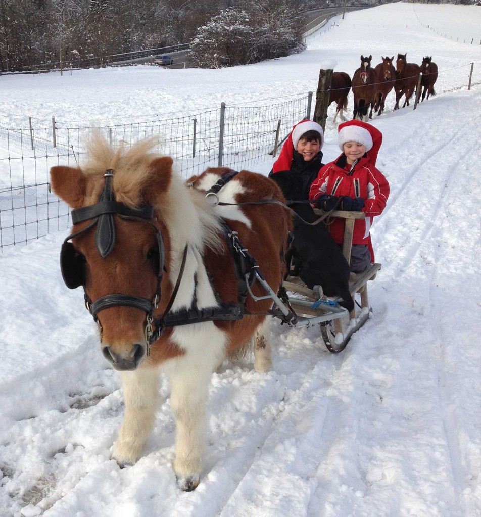 Fotogalerie - Webseite der Freibergerzucht BW