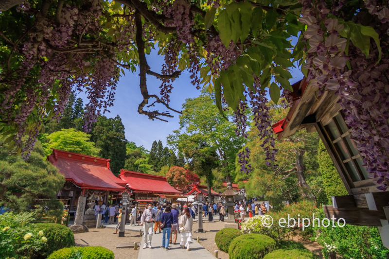 金蛇水神社 花まつり