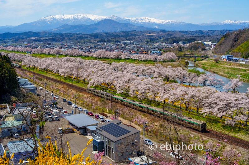 白石川堤一目千本桜・白石川千桜公園・船岡城址公園の桜