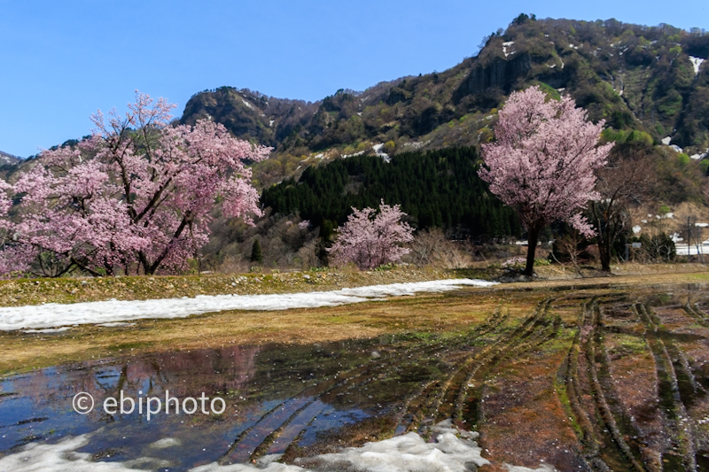 山形県小国町の桜