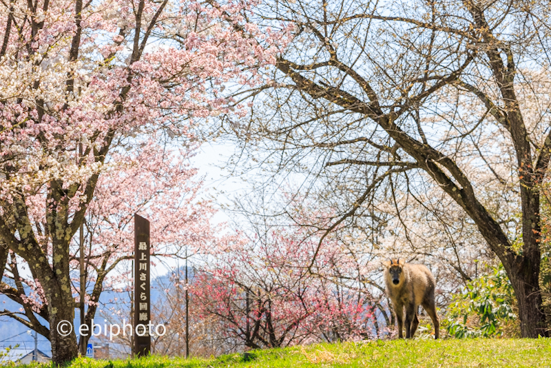 七ヶ宿と高畠の桜　-かもしか桜回廊-