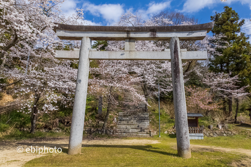 霊山神社の桜