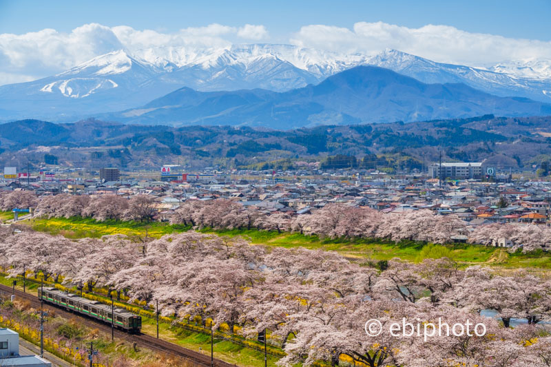 白石川堤一目千本桜と船岡城址公園の桜