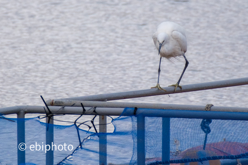 鳥の海の鳥