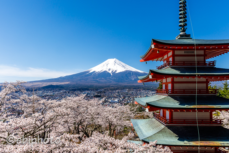 桜と富士山