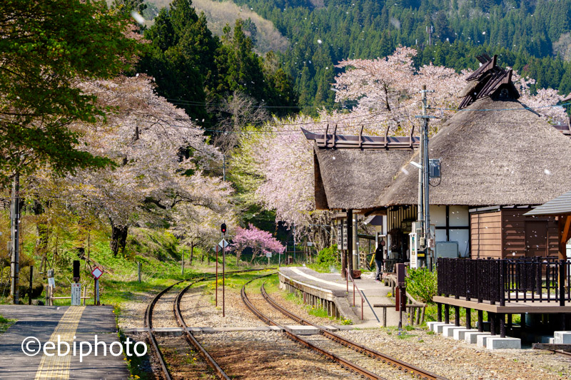 春の奥会津・南会津で桜と鉄道