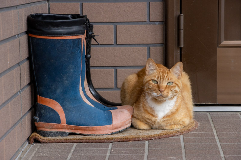 今日の一枚　長靴と並んだ猫