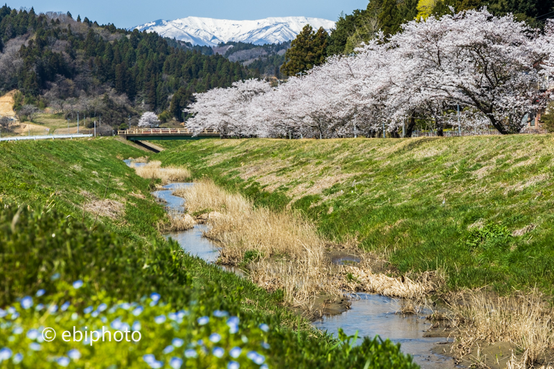 宮城県南部の桜