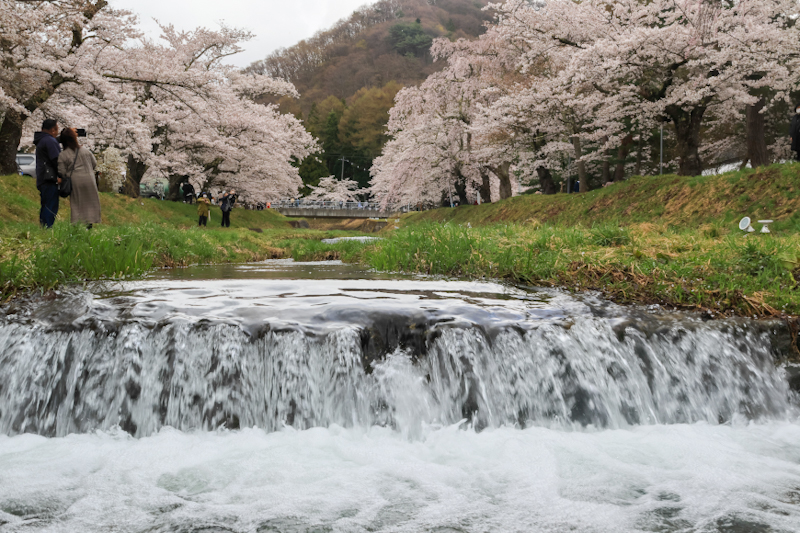 観音寺川の桜並木