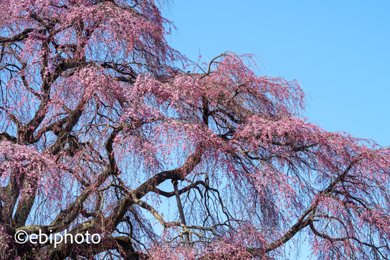 福島（伊達市霊山・二本松市・三春町）の桜