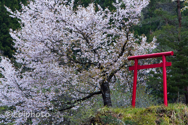 今日の一枚　朝日町の桜