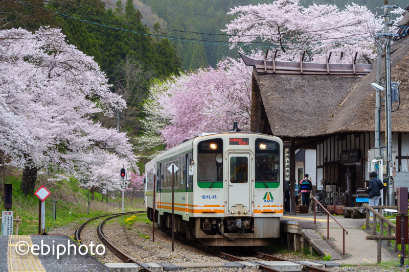 喜多方・湯野上温泉駅・上杉神社の桜