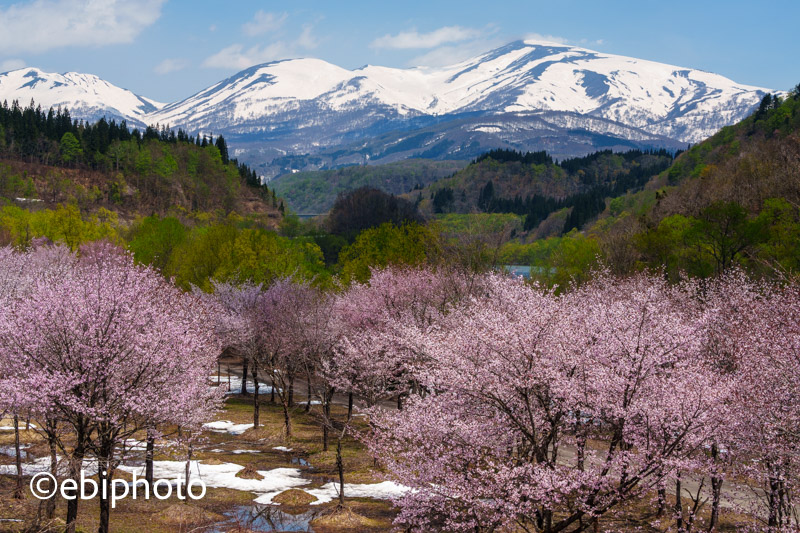 雪の月山と西川町大井沢地区の桜