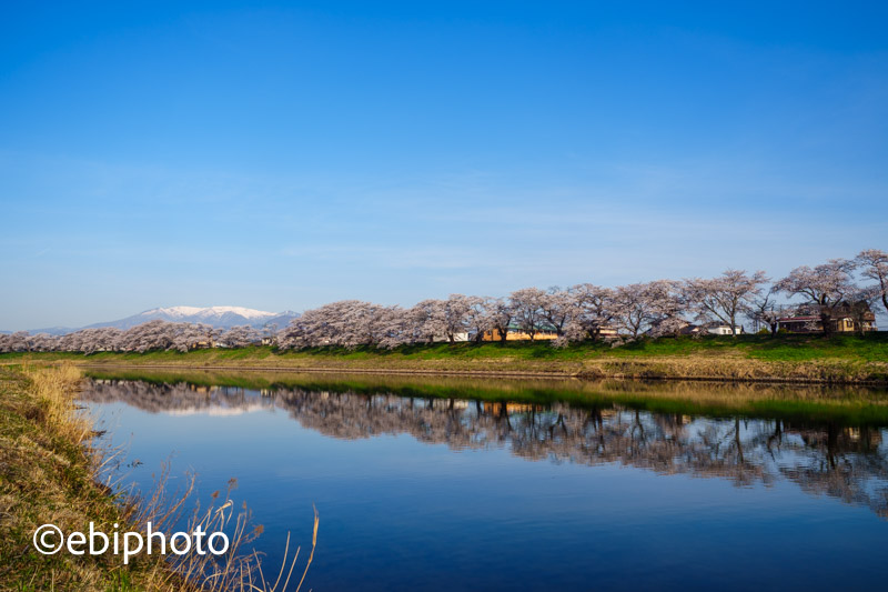 朝の白石川堤一目千本桜と船岡城址公園