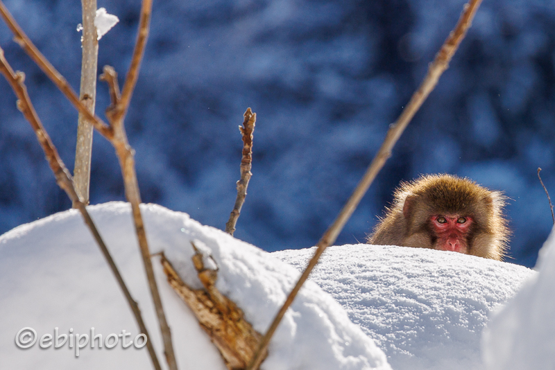 雪の中で出会った猿