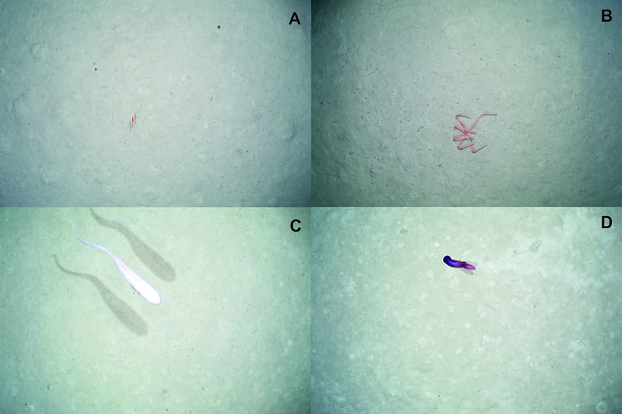 Animals seen from the OFOS: A)  Caridean shrimp; B) Brittle star; C) Liparid fish; D) Holothurian