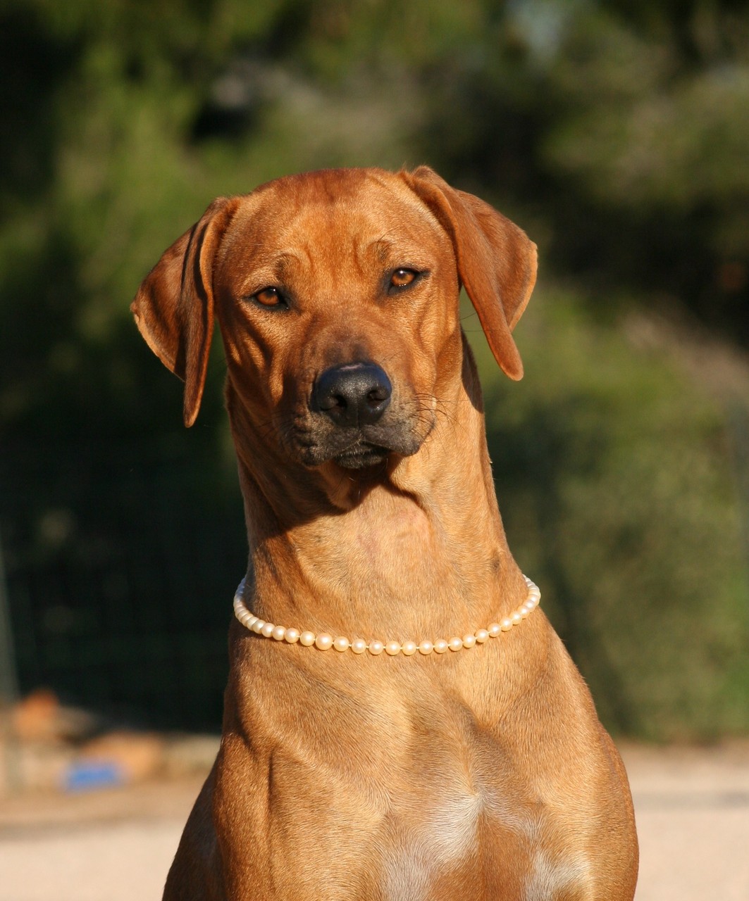 Chilolo rhodesian ridgebacks cheap