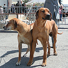 Ntola et Texar/cliquez !