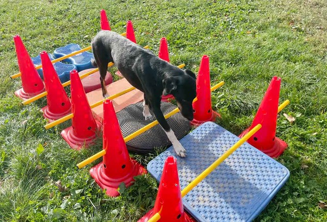 Workshop: Cavaletti-Training am 01.04.24