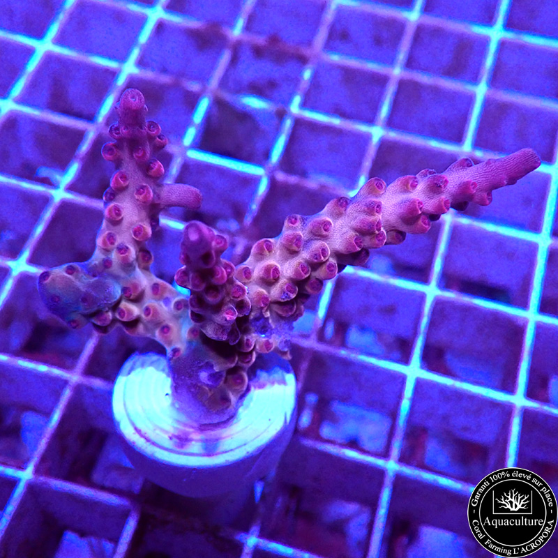 Acropora divaricata