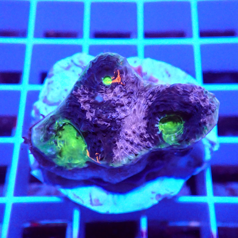 Echinophyllia