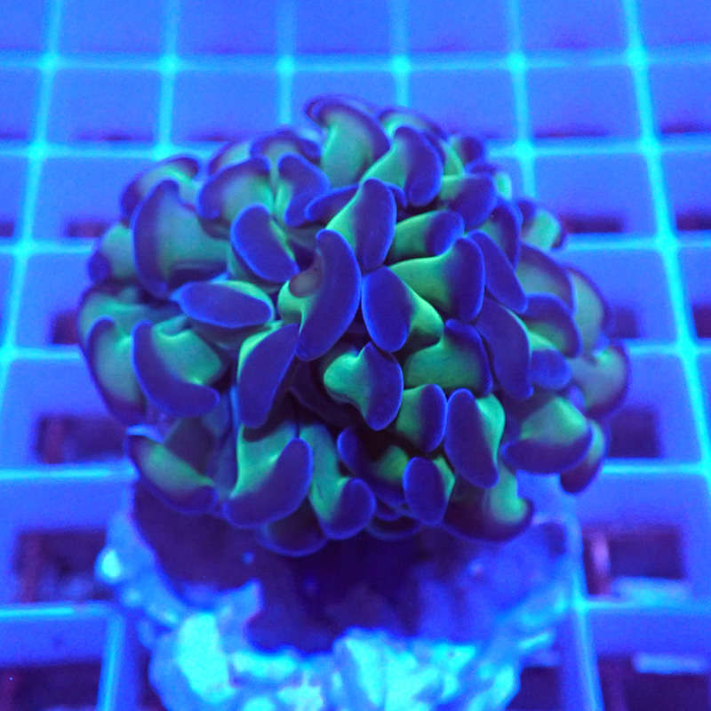 Euphyllia parancora