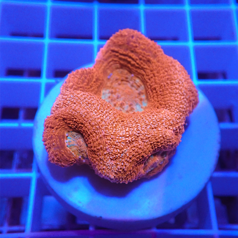 Acanthastrea bowerbanki