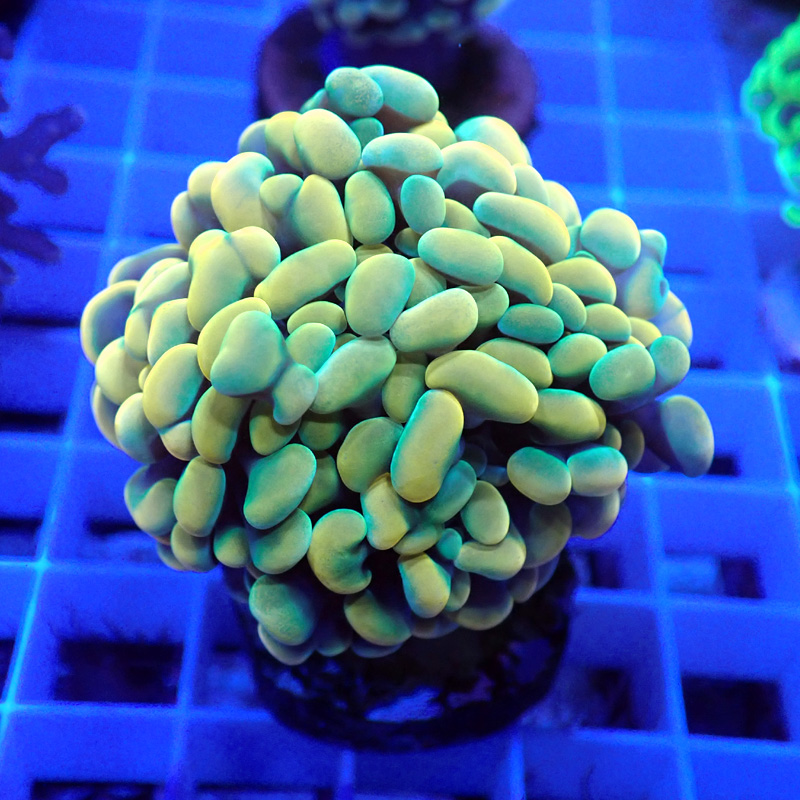 Euphyllia parancora Ultra