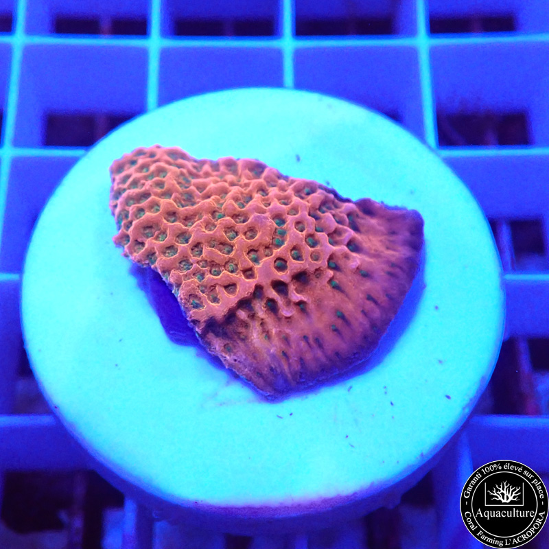 Montipora Tropic Thunder