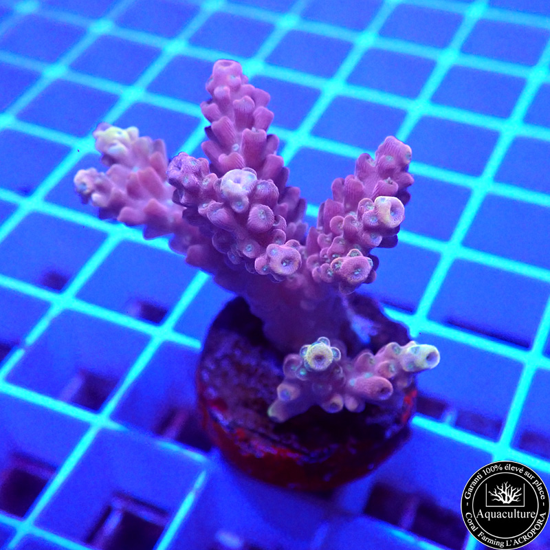 Acropora microclados