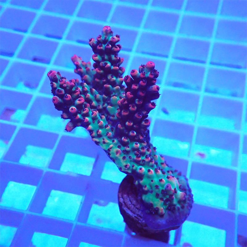 Acropora Strawberry Shortcake