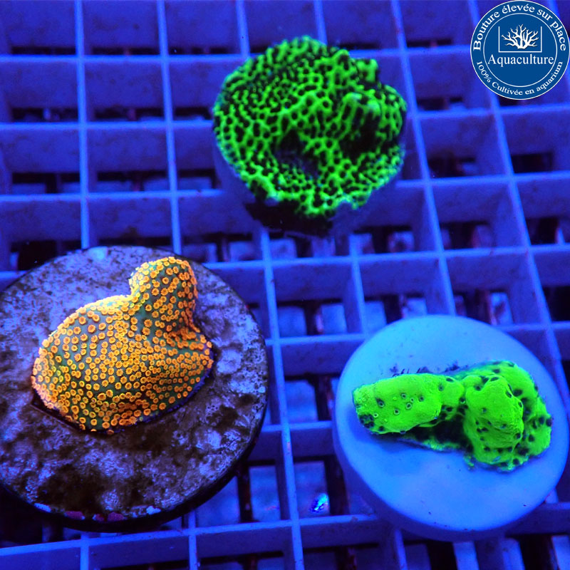Mix Montipora encroûtants