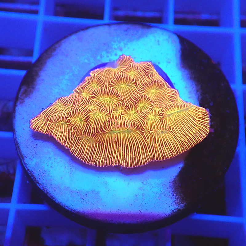 Leptoseris Jack O' Lantern