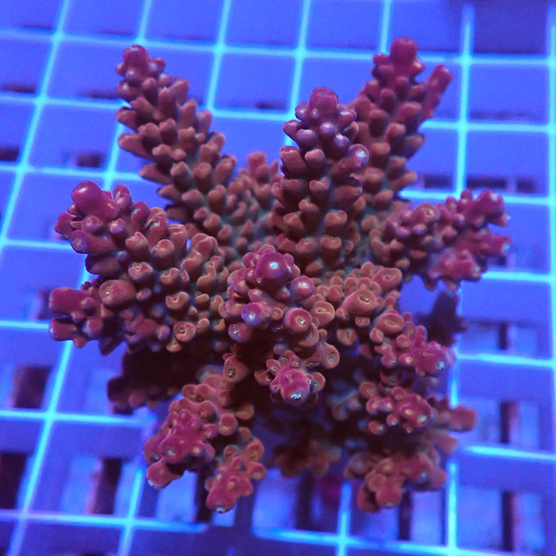 Acropora Red Divaricata