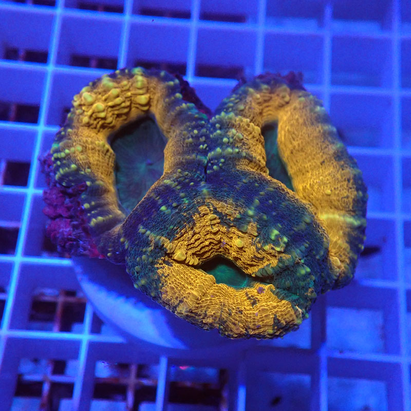 Lobophyllia