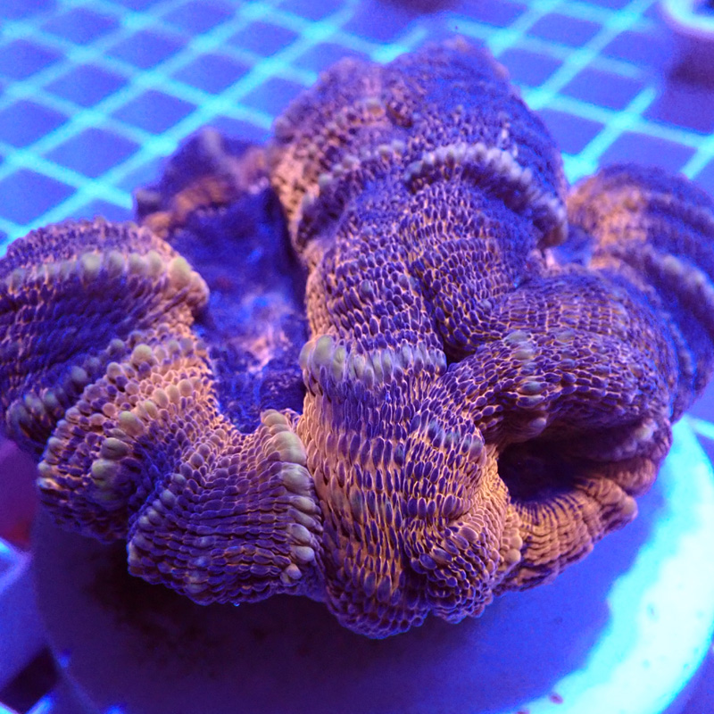 Lobophyllia 