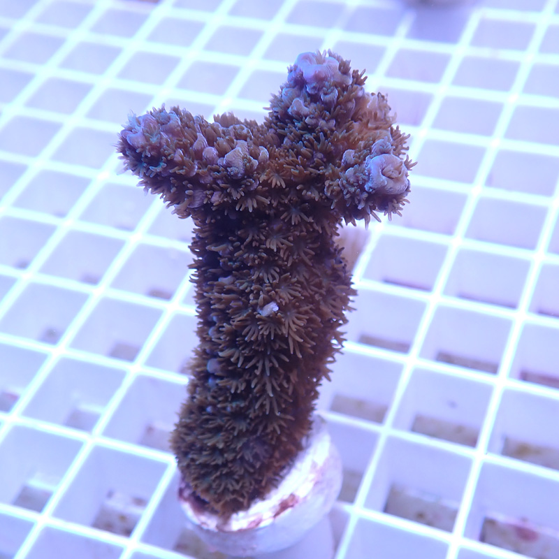 Acropora abrolhosensis bleu