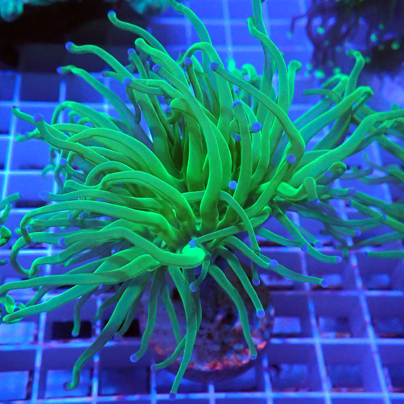 Euphyllia glabrescens