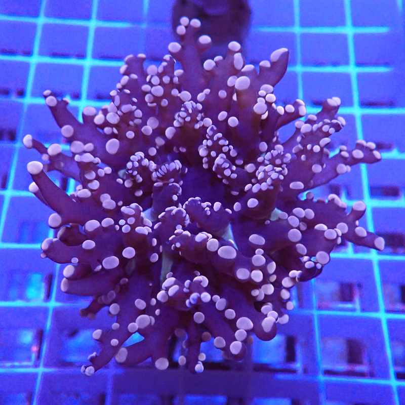 Euphyllia yaeyamaensis