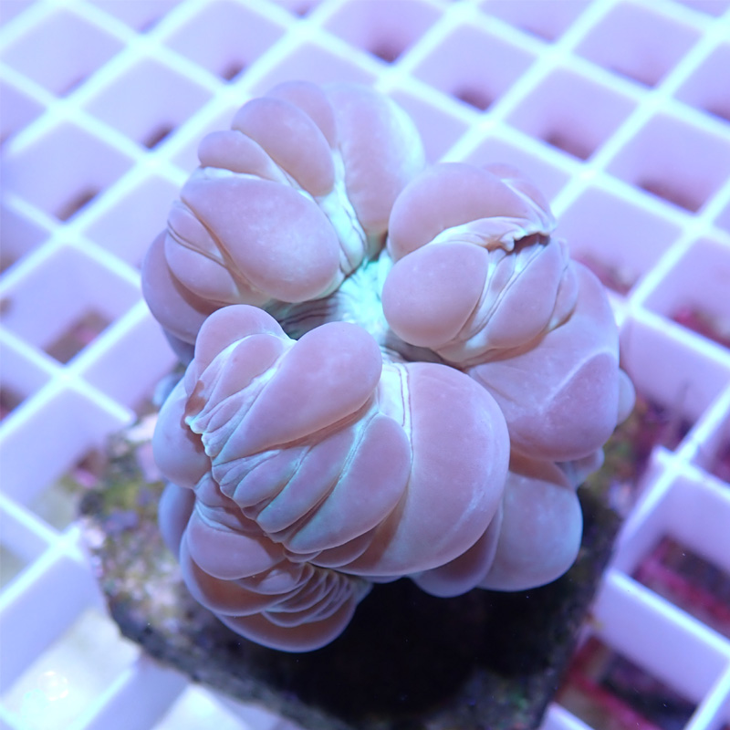 Nemenzophyllia