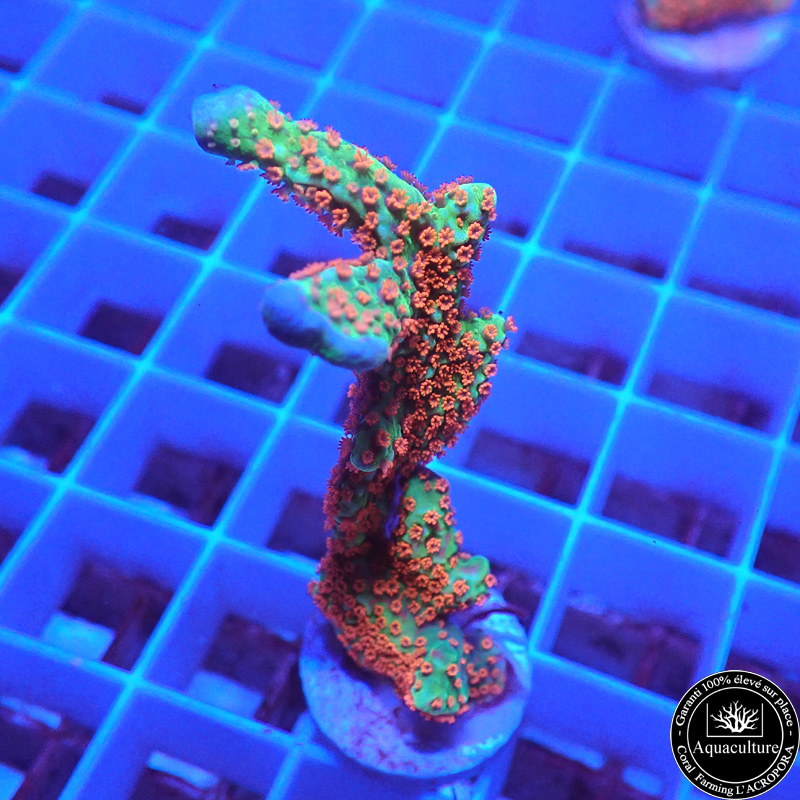 Montipora Forest Fire